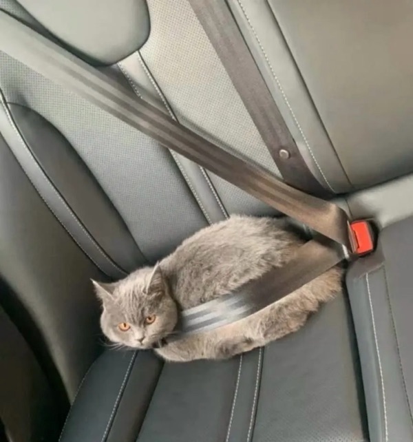 A grey cat strapped into a car seatbelt